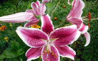 Цветы лилии садовые – посадка и уход, размножение Как правильно посадить большие лилии