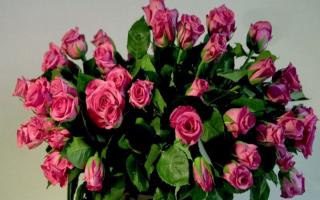 Как вырастить розу из черенка или букета цветов в домашних условиях